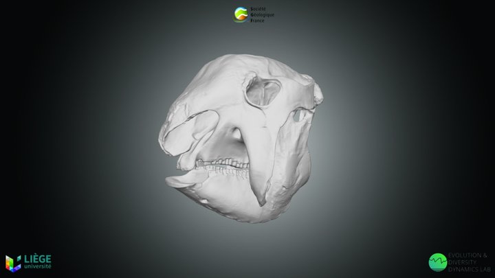 Mammifère – Panochthus sp. 3D Model