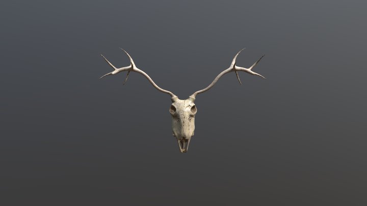 Deer_Skull 3D Model
