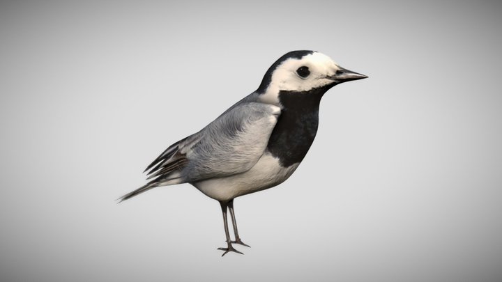 Wagtail - Bird with Animations 3D Model