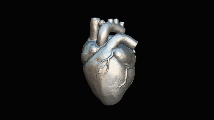 Human heart 3D Model