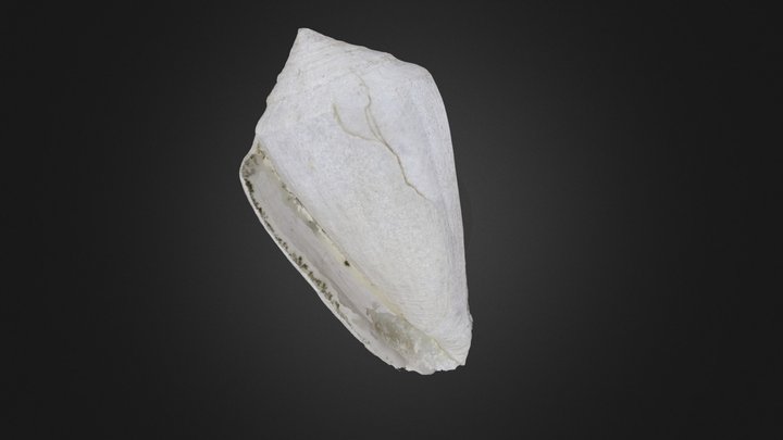 Gastropod: Conus adversarius (PRI 53499).
