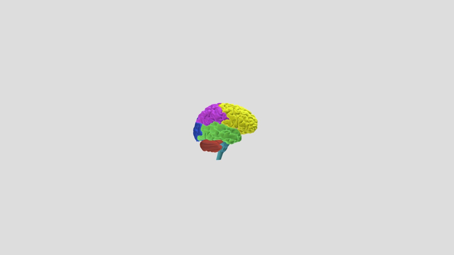 brain-lobes-3d-model-by-lydia-williamson-willilyd-9451cc2