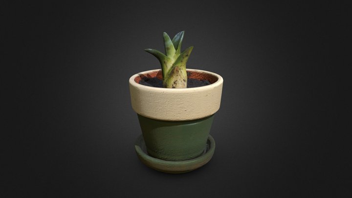 Small Agave with Pot 3D Model