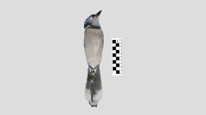 Corvidae: blue jay 3D Model