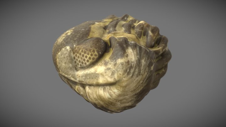 Trilobite Fossil - Folded - 3D Scan - 4K PBR 3D Model