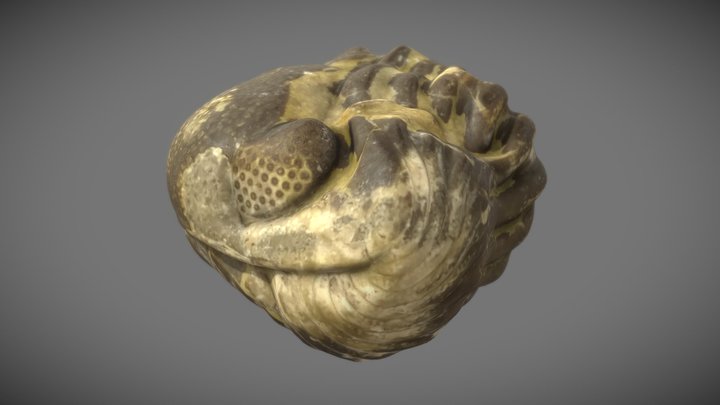 Trilobite Fossil - Folded - 4K PBR 3D Model