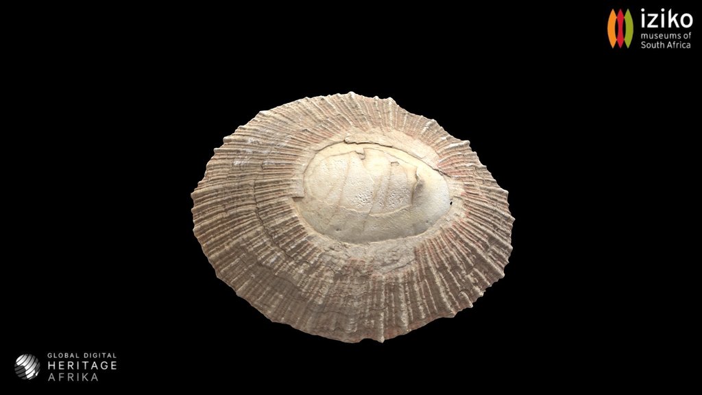 shell