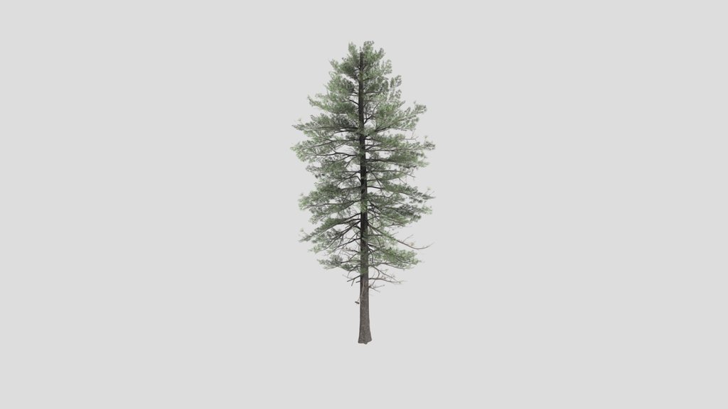 Tree Pinesiberian A1