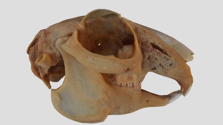 UWYMV:Mamm:840, Lepus californicus, Skull – Gratis 3D-model STL
