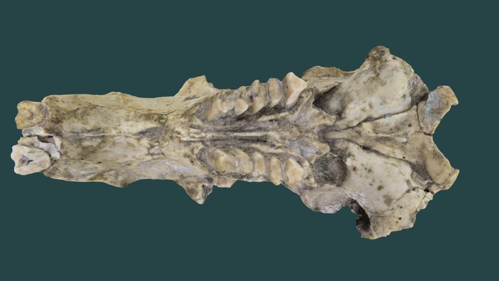 Published_LACM_1192_0_V_3231_1_Geomys_Skull 3D Model