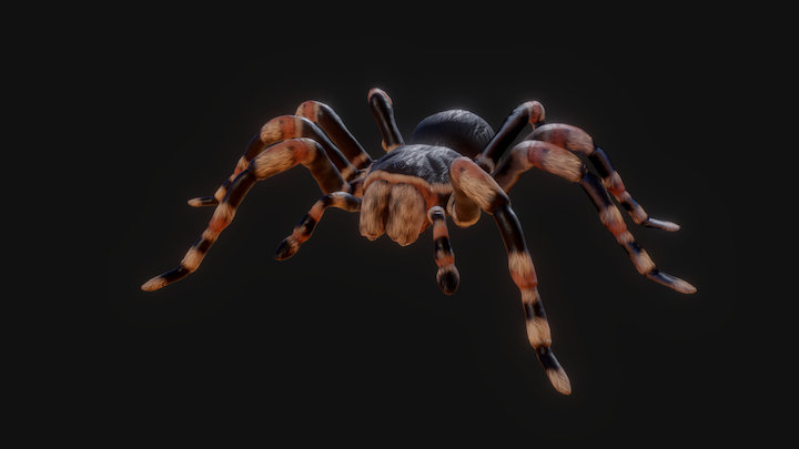 Brachypelma Vagan 3D Model