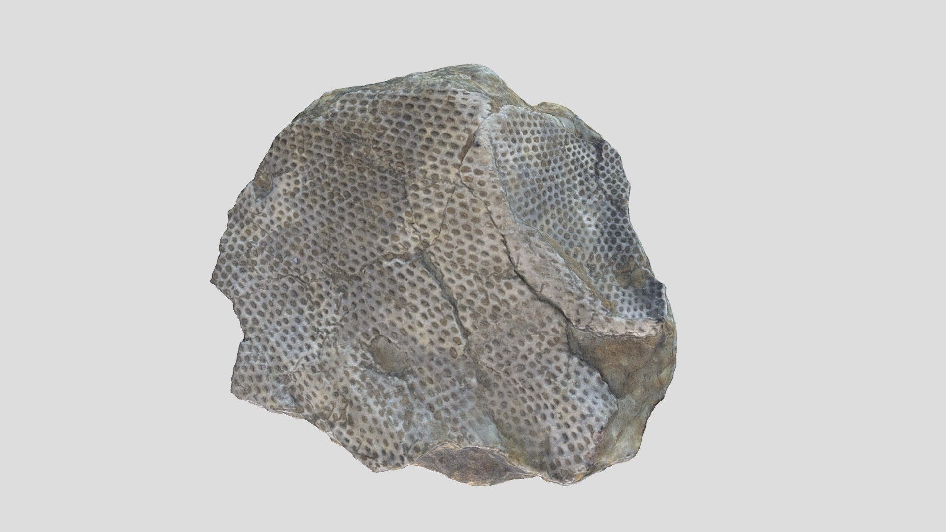 Unknown Fossil