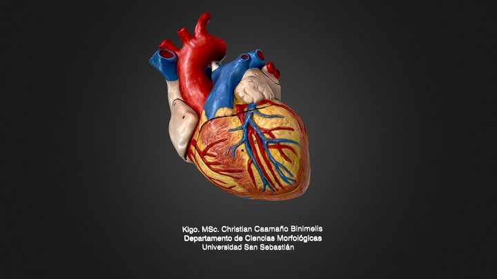 Corazón 3D Model
