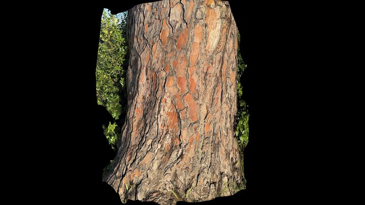 Italian Stone Pine Bark Texture (Scaniverse) – Free 3D Model STL
