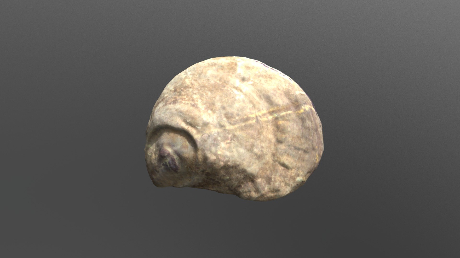 Oyster Shell with Mortar (VCU_3D_3171)