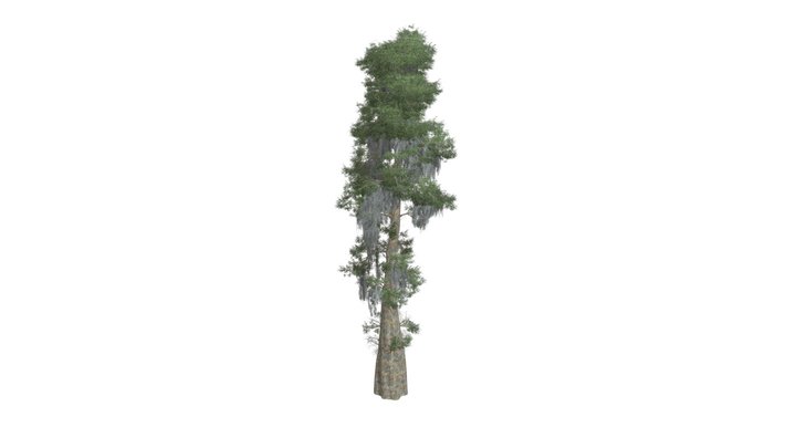 Bald Cypress Tree #09 3D Model