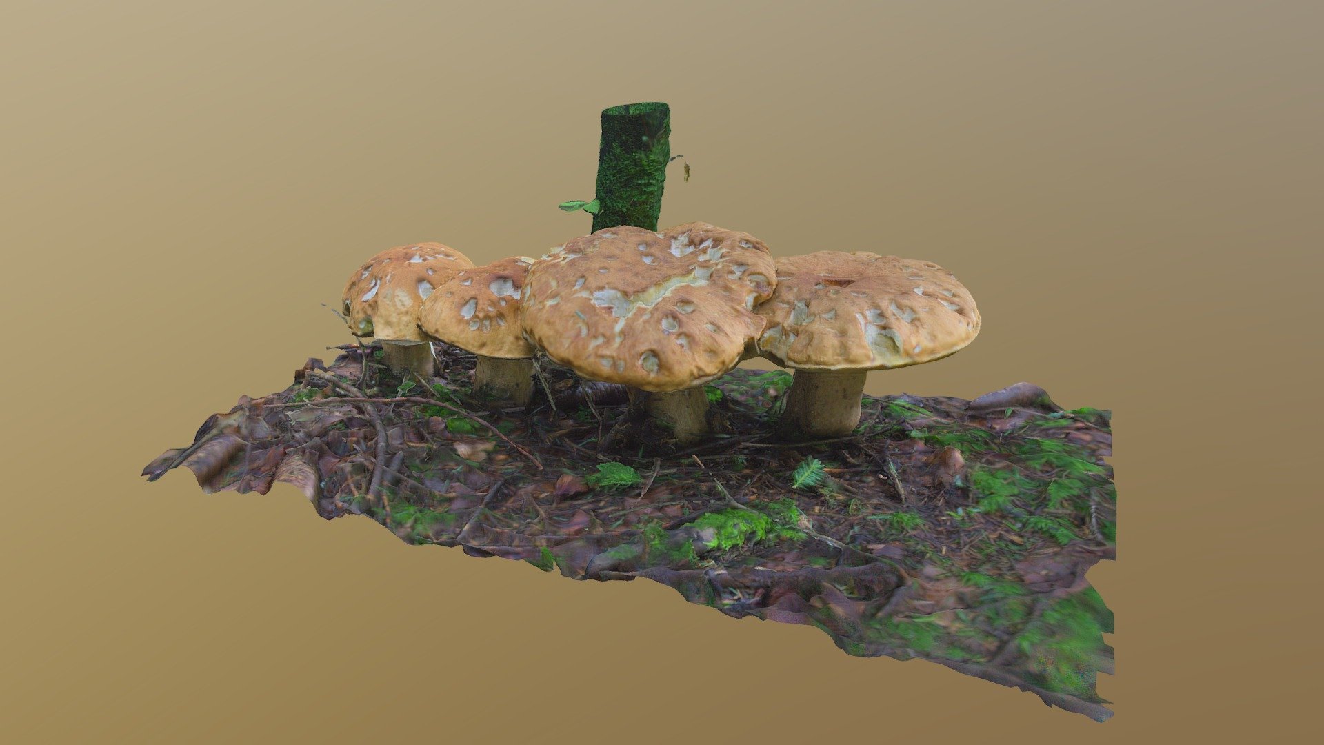 Mushroom meeting