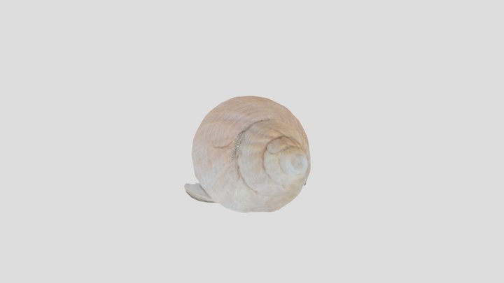 Shell – Modello 3D gratuito STL