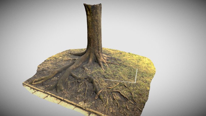 Drzewo Korzenie / Tree roots 3D Model