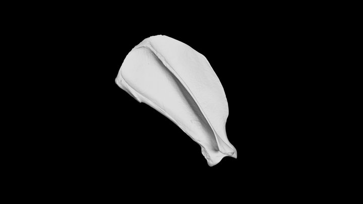 Dog scapula, right 3D Model