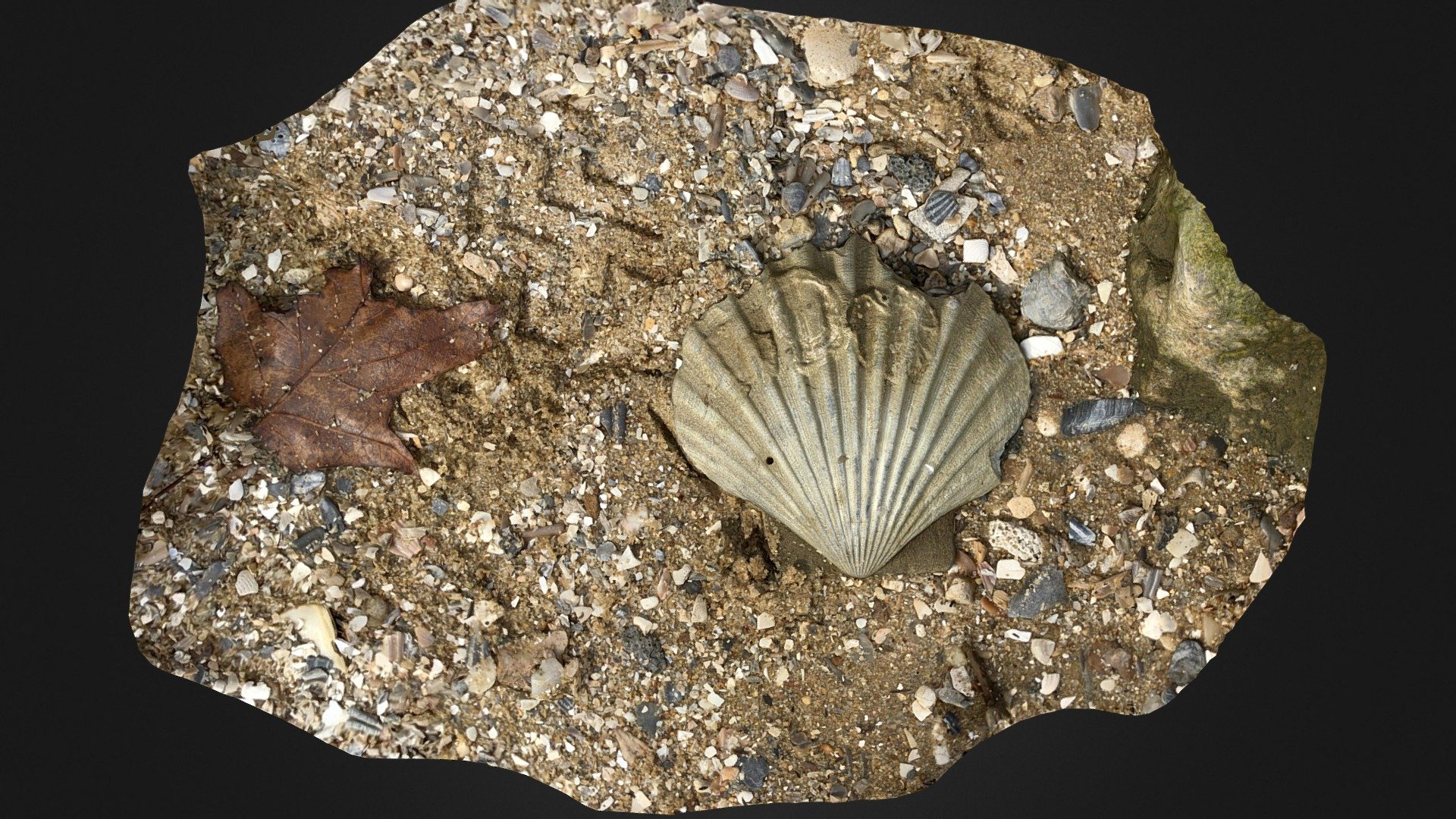 Chesapecten jeffersonius