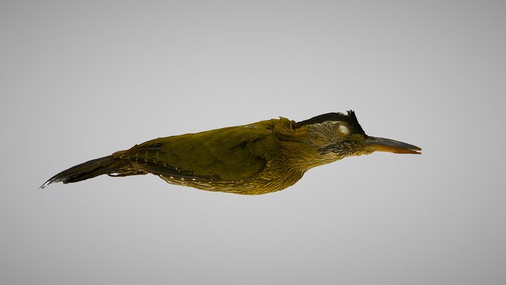 Streak-breasted Woodpecker 3D Model