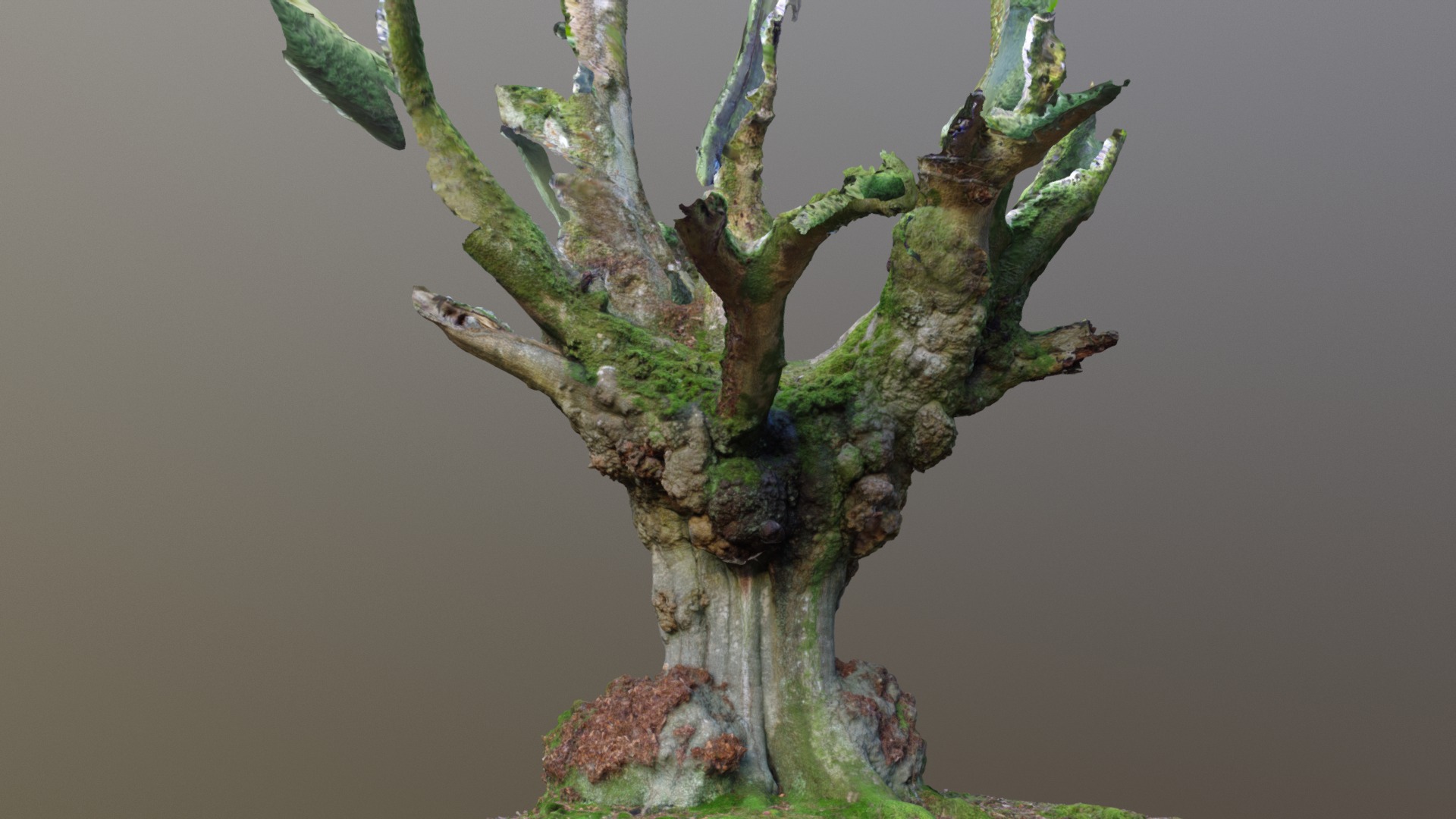 3D model Photogrammetry Beech Tree With Large Burls - This is a 3D model of the Photogrammetry Beech Tree With Large Burls. The 3D model is about a tree with moss growing on it.