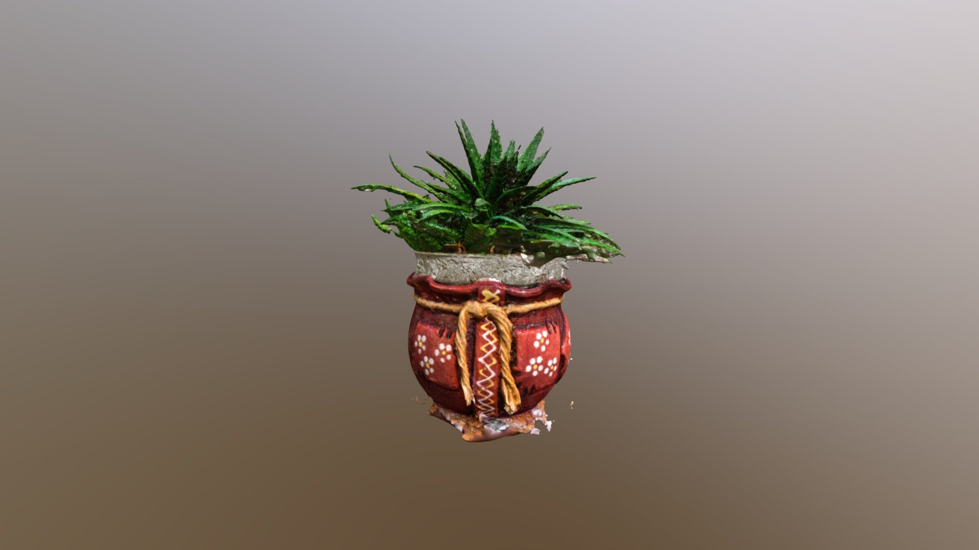 aloe plant