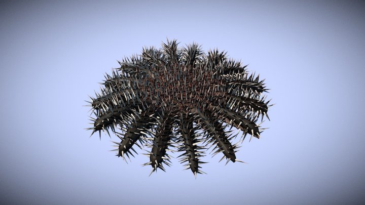Crown Of Thorns Starfish 3D Model