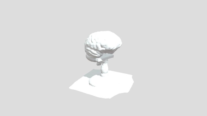 Brain Model 3D Model