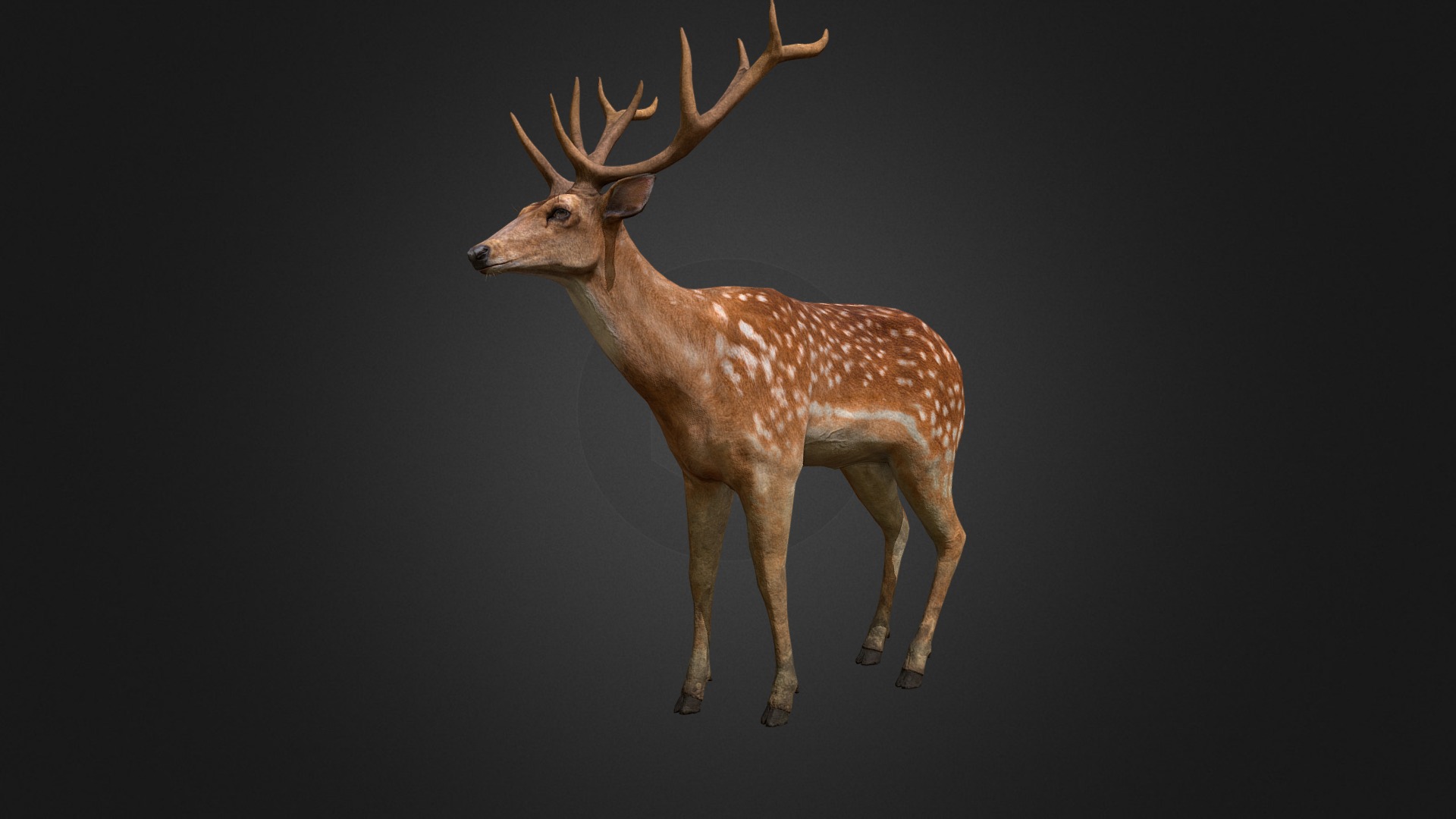 3D model Deer Stag - This is a 3D model of the Deer Stag. The 3D model is about a deer with antlers.