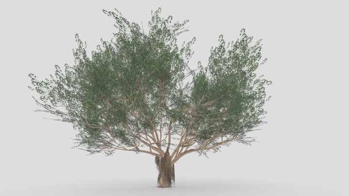 Ficus Benjamina Tree-S02 3D Model