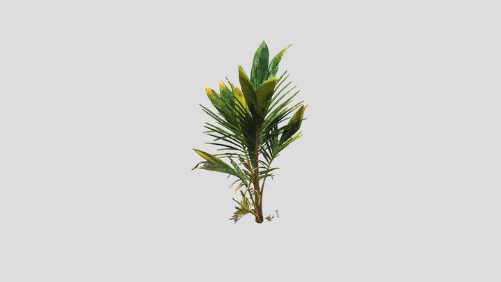 Pohon kelapa 3D Model