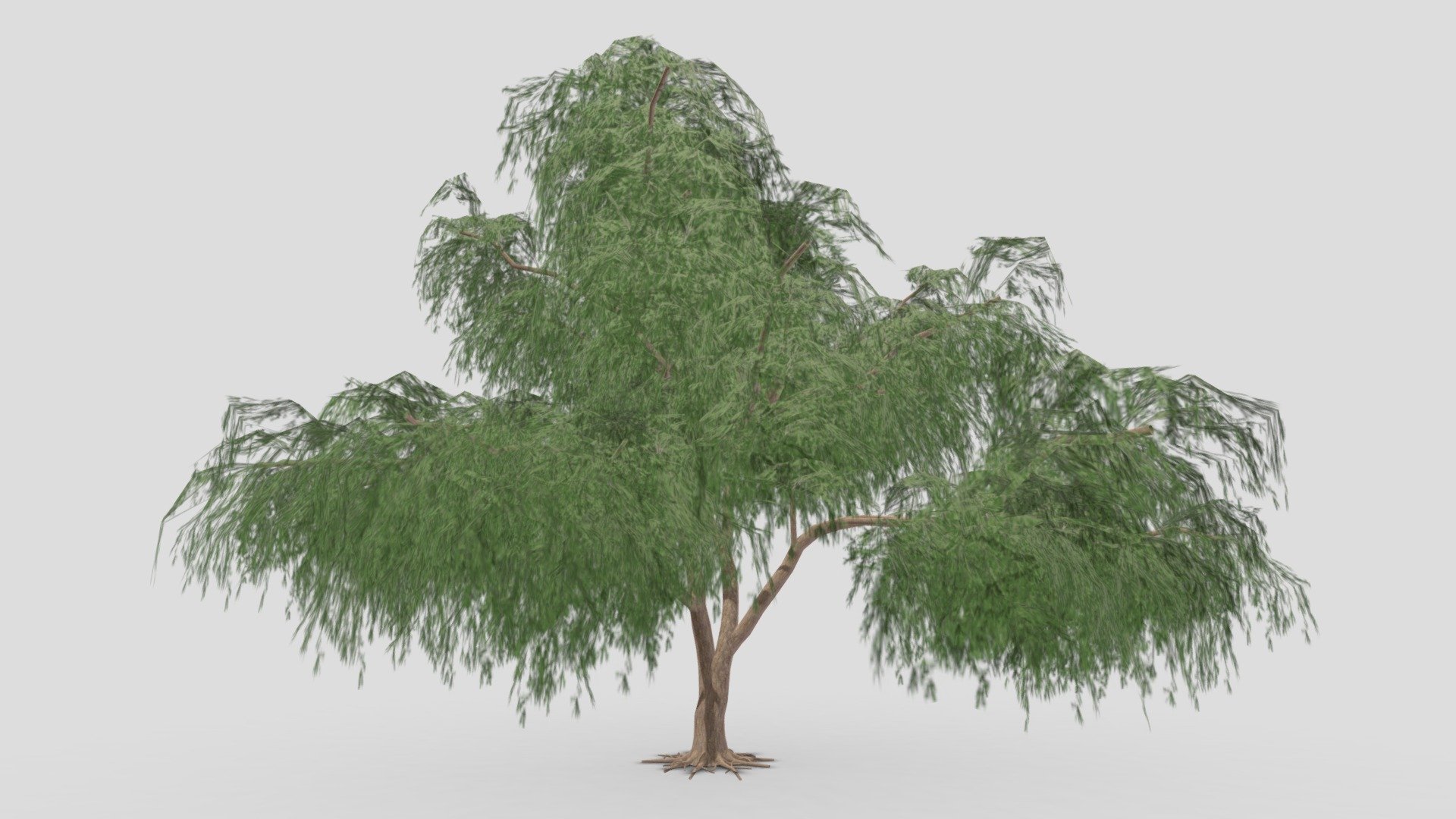 Prosopis Tree- 02 - Buy Royalty Free 3D model by ASMA3D [9497047 ...