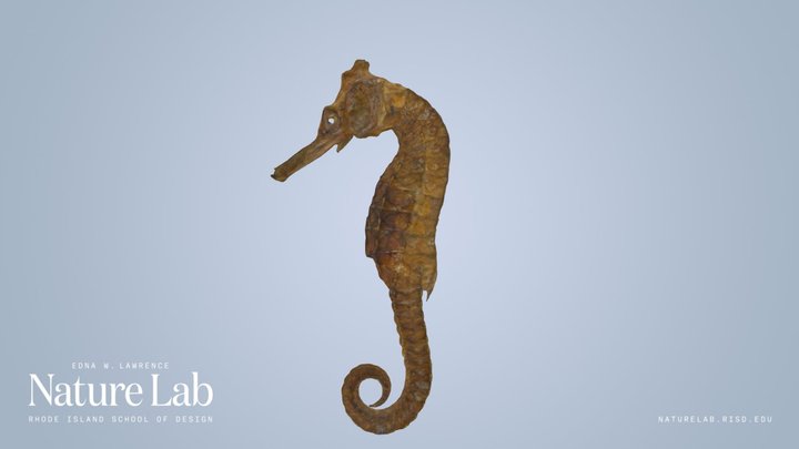 Seahorse – Kostenloses 3D-Modell STL