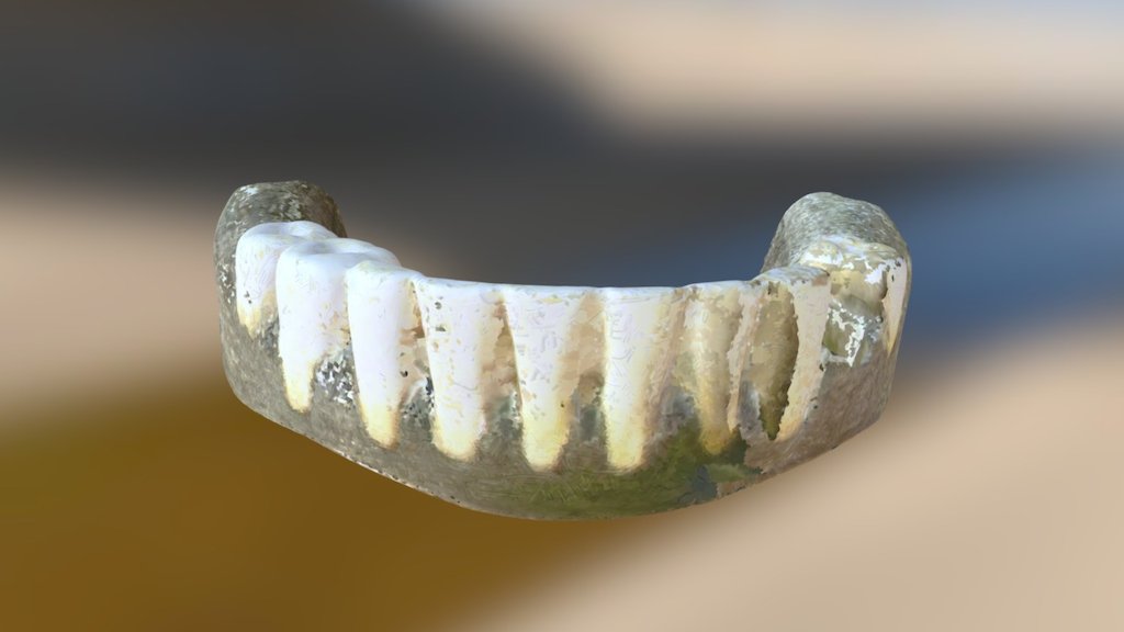 GW's False Teeth, Bottom Half (VCU_3D_2132)