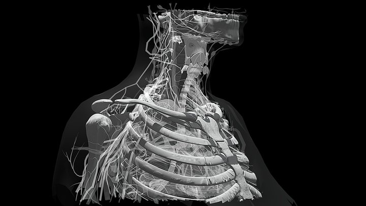 Choke-grey 3D Model