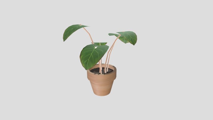 CGT - 116 Organic Plant 3D Model