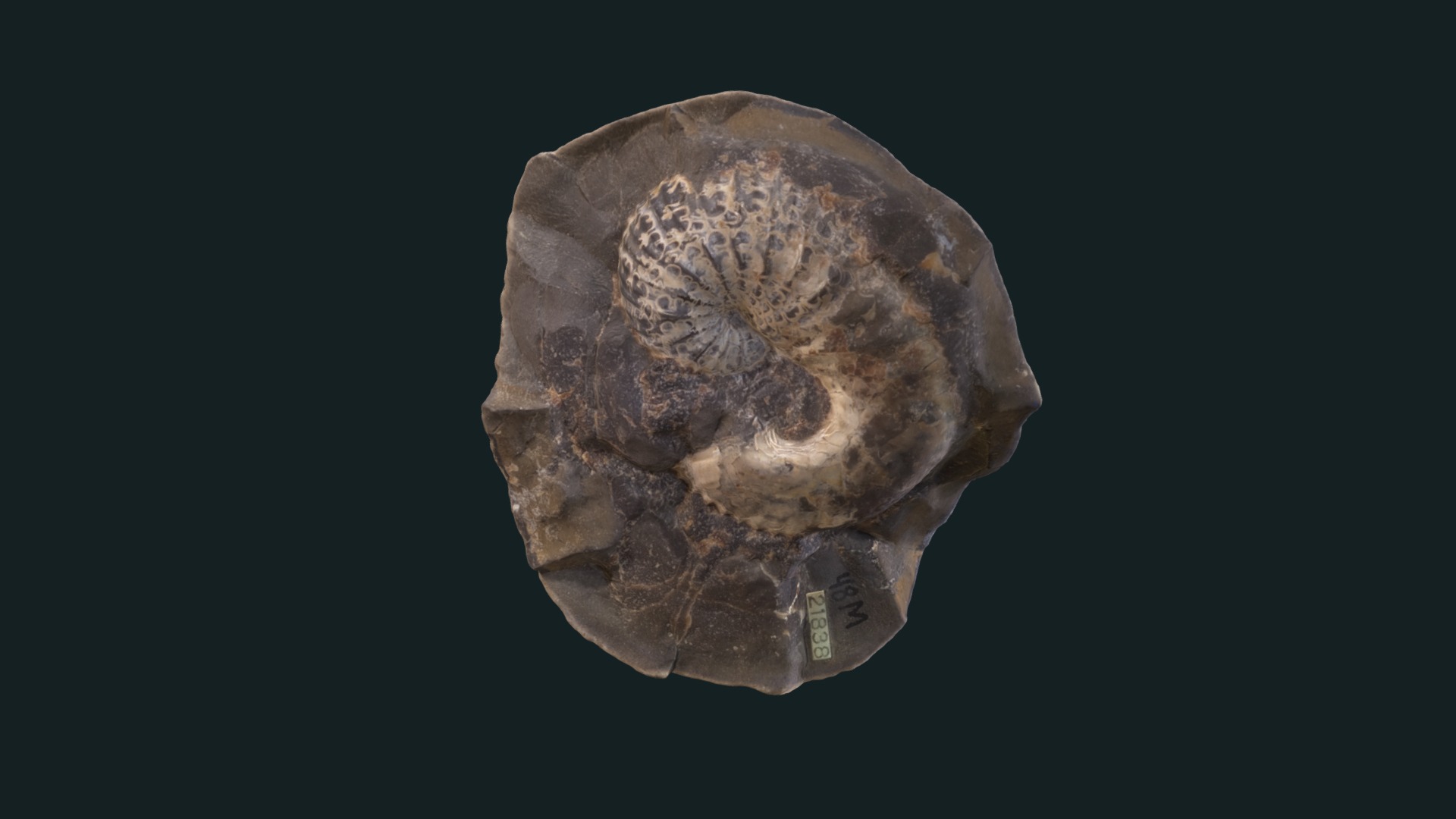 3D model Scaphites carlilensis 21838 - This is a 3D model of the Scaphites carlilensis 21838. The 3D model is about a rock with a dark background.