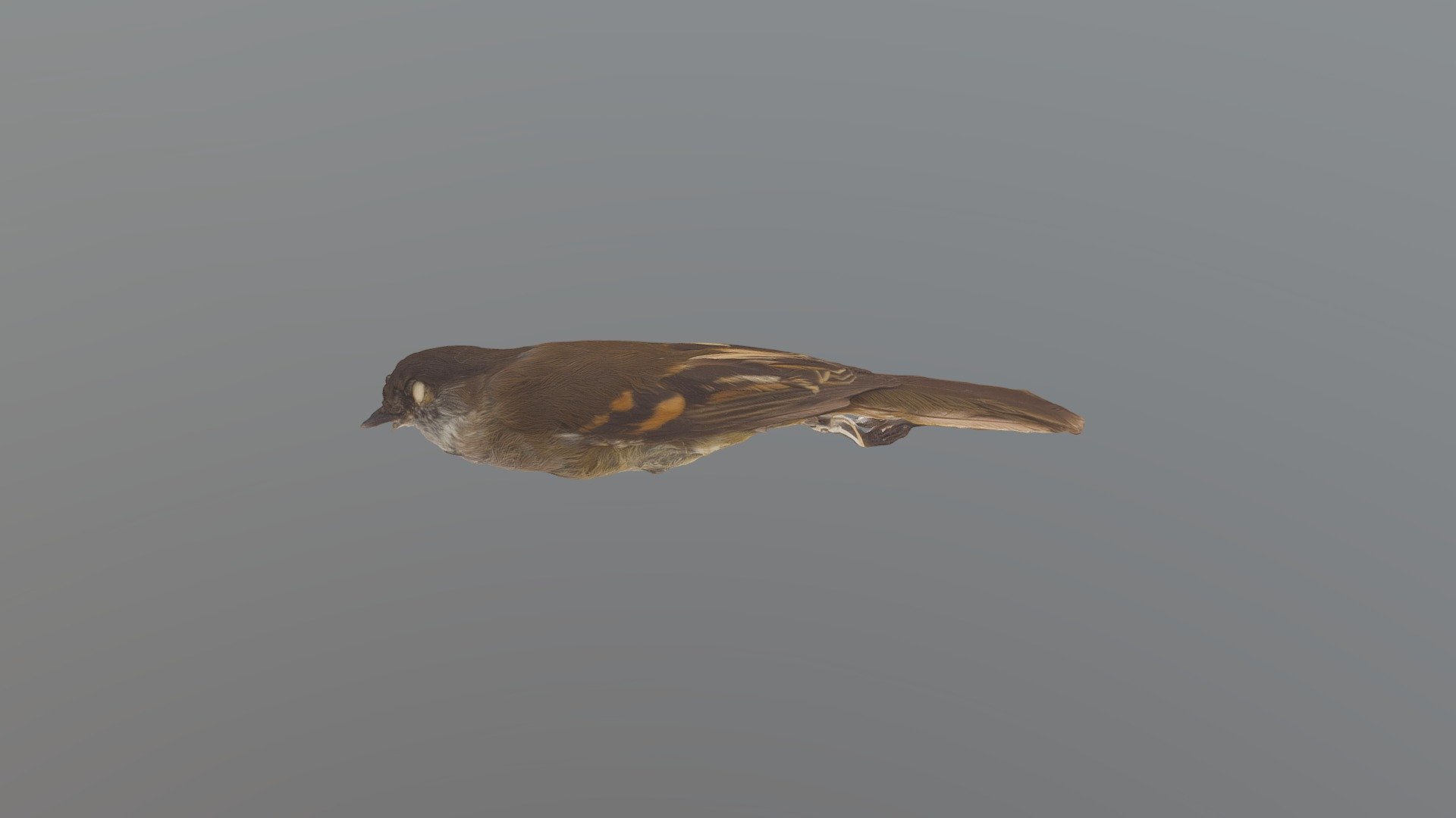 White-throated Tyrannulet - Mecocerculus leuco..
