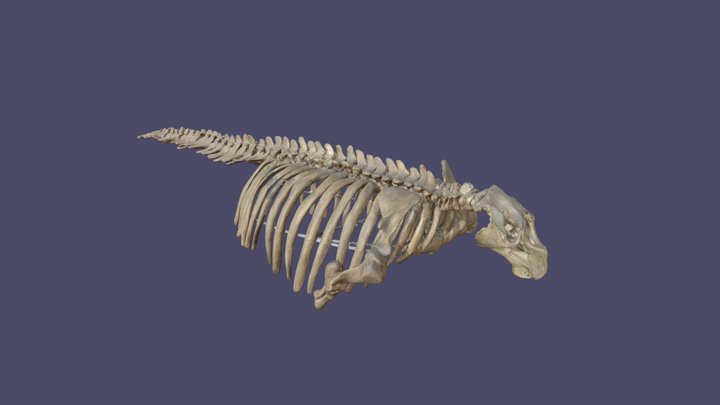 Hydrodamalis gigas skeleton 3D Model