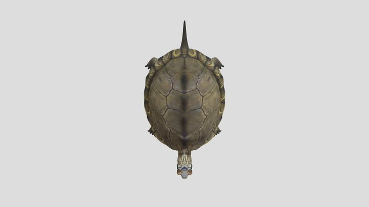 pearlturtle_v1_L2_123c8b254914-0c70-4cc6-bc03-8d 3D Model