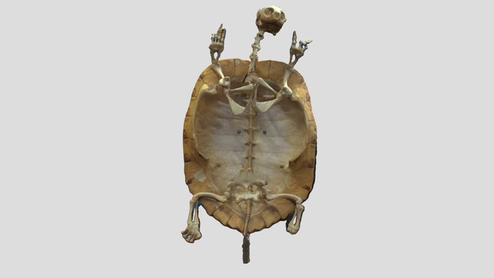 Turtle skeleton 3D Model