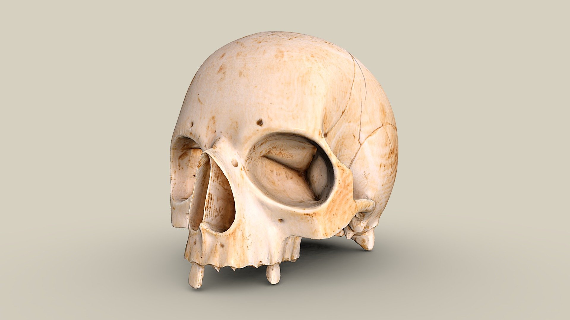 Totenkopf — Sketchfab embed 3D viewer