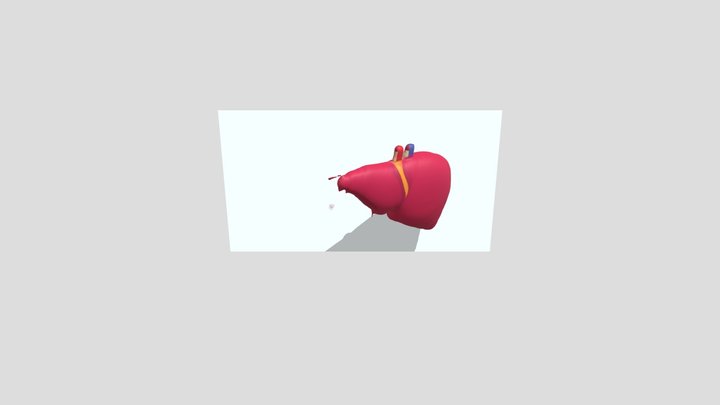 organ tubuh manusia-liver 3D Model