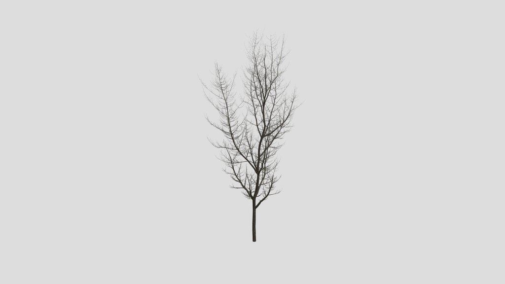 Norway Maple Tree