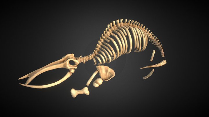 Whale Skeleton 3D Model