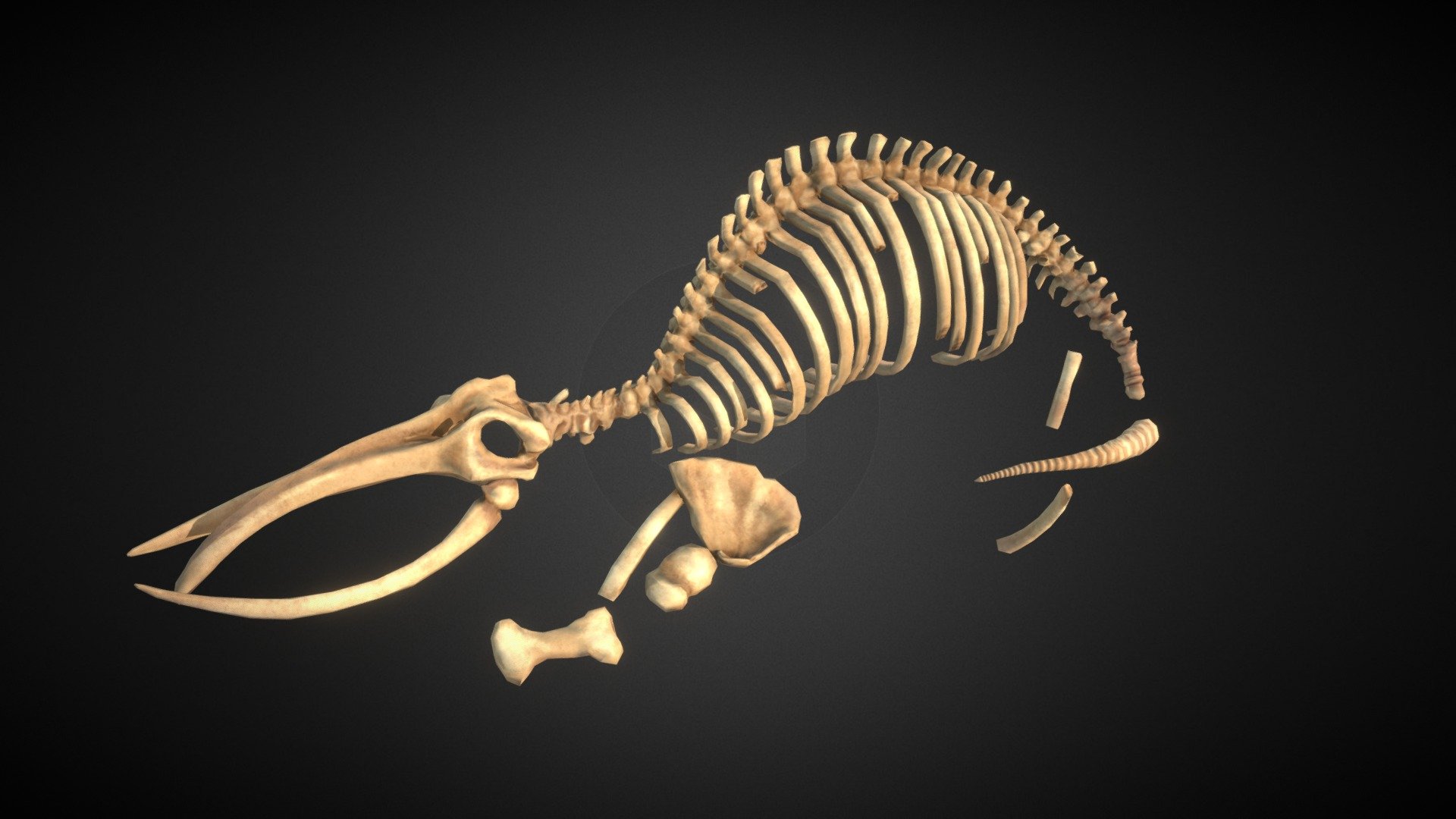 Whale Skeleton - 3D model by Wiktoria Gawlik (@WiktoriaGawlik) [94ab677