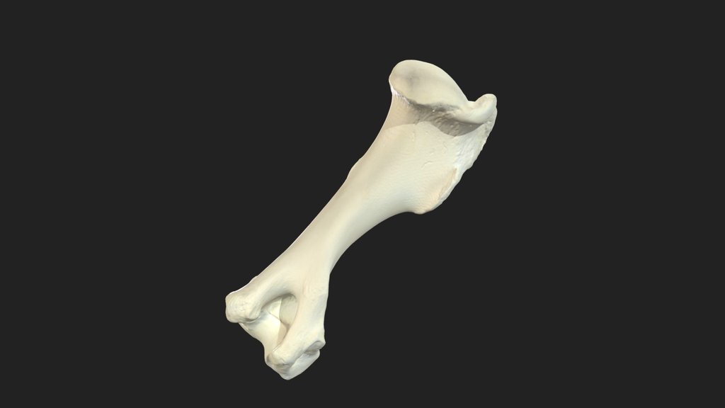 brachial bone (humerus) pony