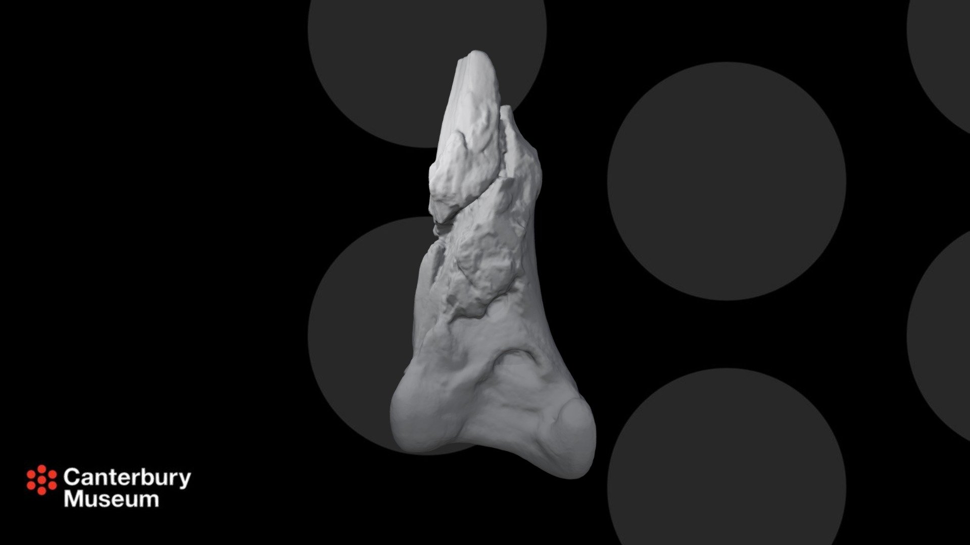 Waimanu manneringi Distal tibiotarsus - 3D model by Canterbury Museum ...